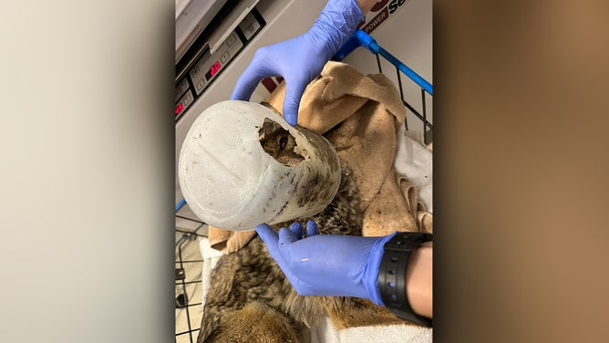 A coyote is recovering at San Diego Humane Society’s Ramona Wildlife Center after being rescued from a flooded field full of debris with a bucket stuck on his head.