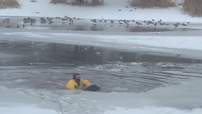 A North Davis Fire District firefighters rescues a dog from a frozen pond in West Point, Utah on Jan. 14, 2024.