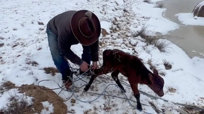 Bishop unties the rope from the calf's leg.