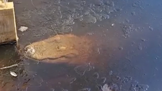 The alligator under the ice.