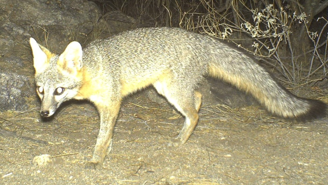 Fox in Saguaro National Park, Arizona.
