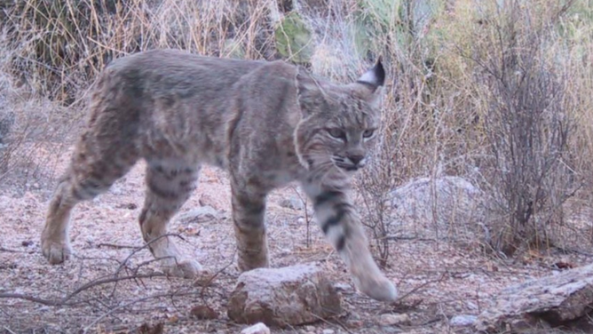 Bobcat in Saguaro National Park, Arizona.