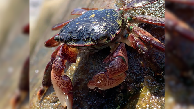 The striped shore crab, which is abundant in Elkhorn Slough. The crab are also found all along the West Coast of North America.