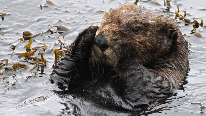A sea otter rests in kelp.