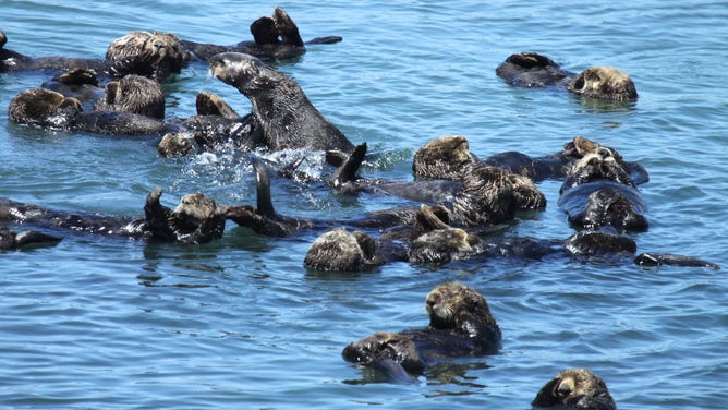 Sea otter raft.