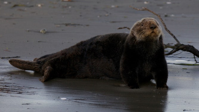 A sea otter at Elkhorn Slough National Estuarine Research Reserve near Moss Landing, Calif.