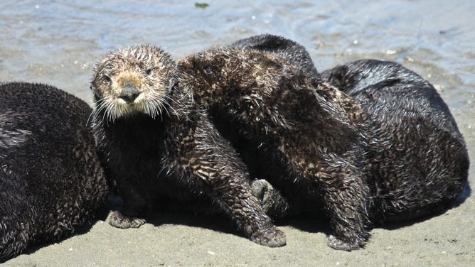 Sea otters on the beach.
