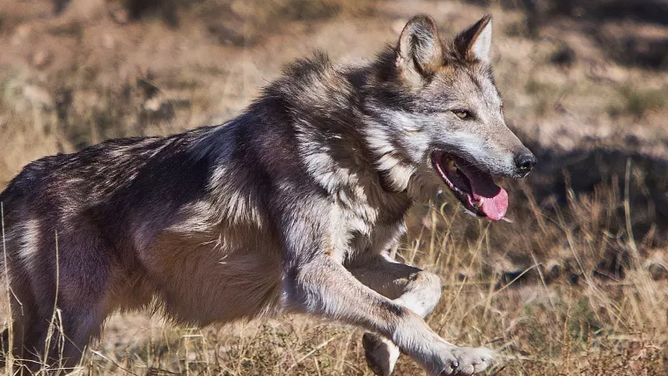 Mexican wolf running.