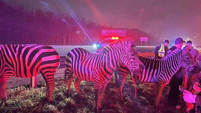Indiana State Police and the Grant County Sheriff's Office helped rescued a group of Zebras, camels and a miniature horse from the Shrine Circus.