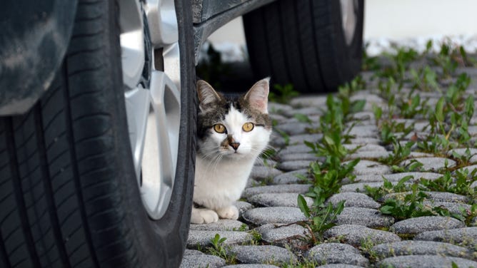 A cat peeks out from under a car.