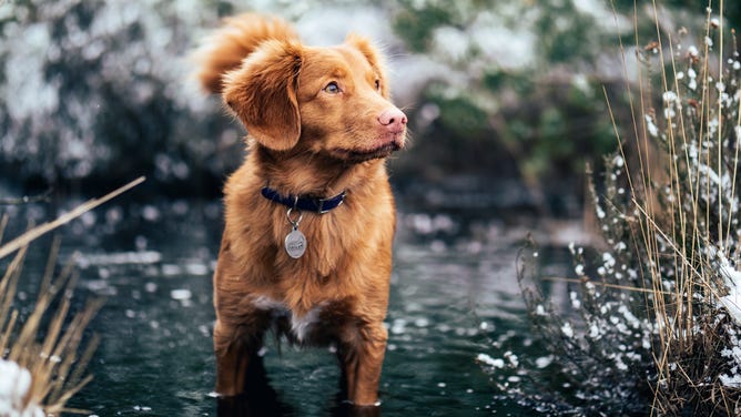 Dog with collar, standing in the water.
