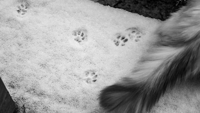 Paw prints in the snow next to a cat's tail.