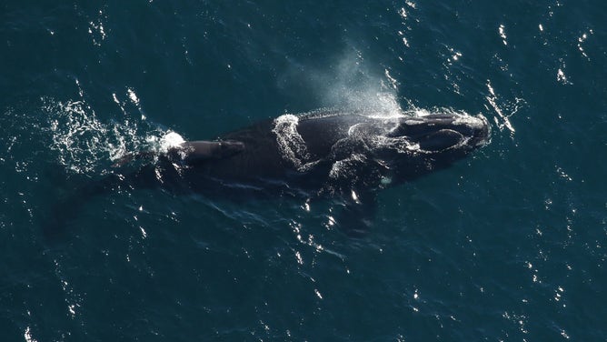 Endangered right whale calves spotted off the Florida coast