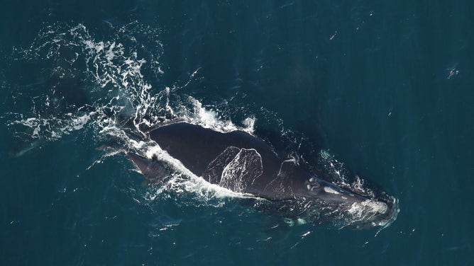 Endangered right whale calves spotted off the Florida coast
