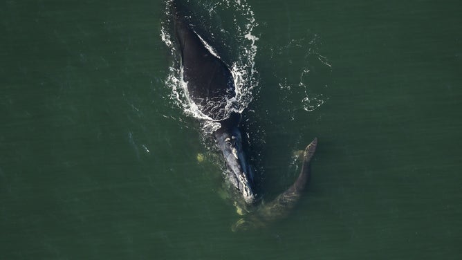 Endangered right whale calves spotted off the Florida coast