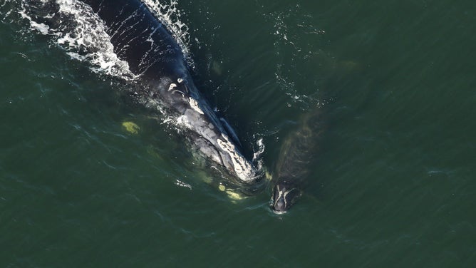 Endangered right whale calves spotted off the Florida coast