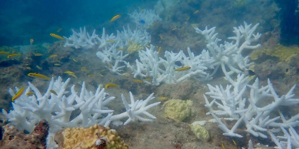 NOAA: Global coral bleaching underway for fourth time on record | Fox  Weather