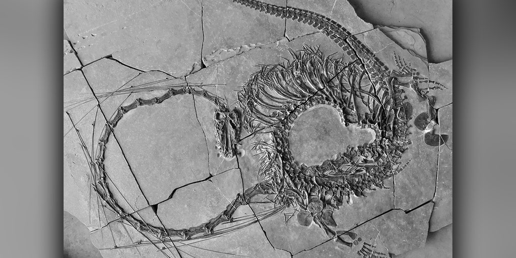Palaeontologists reveal 240-million-year-old 'dragon' fossil found in China  | Fox Weather