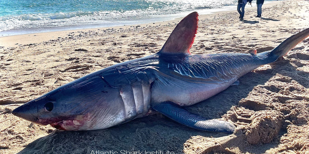 A dead shark found on an RI beach could benefit science