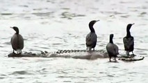'Alligator' freakout: People calling 911 after seeing fake gator in lake at Arizona park
