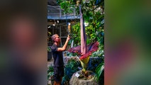 Rare corpse flower blooms in San Francisco for first time