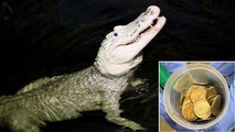 70 coins pulled from white alligator's stomach in Nebraska