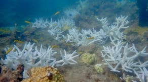 Global coral bleaching underway for 4th time on record, NOAA confirms