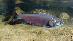 Endangered coho salmon: California's comeback kid with 'surprisingly strong' spawning season, says NPS