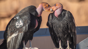 Endangered California condors compete for love on Valentine's Day: It's complicated