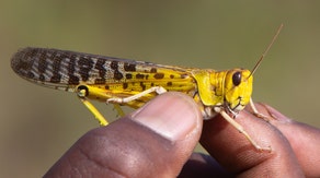 Biblical plague-of-locusts threat linked to weather, climate extremes