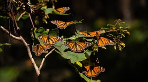 Eastern monarch butterfly population sees second largest decline on record