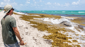 Florida beaches spared worst of smelly sargassum invasion – so far