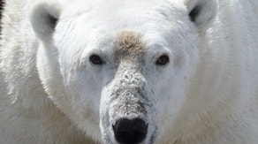 Polar bears not likely to make it through longer summers, research finds