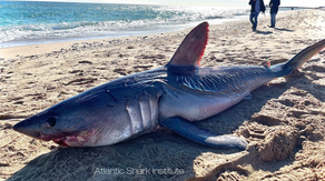 Massive shark found dead on Rhode Island beach could help scientists better understand species