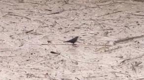 Watch: ‘Bird Jesus’ appears to walk on water as atmospheric river fills California waterway with debris