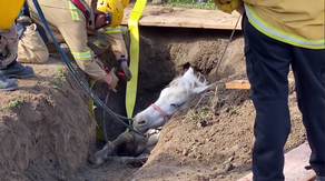 Watch: Los Angeles firefighters rescue 1,200-pound horse from sinkhole: 'Lucky is free!'