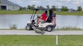 Watch: Alligator attacks 2 people in a golf cart in southern Florida