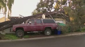 70-foot pine tree falls on San Diego home after drenching rains