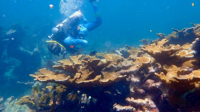 A driver swims by coral.