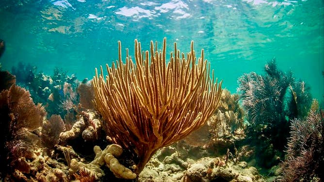 Coral at the Florida Keys National Marine Sanctuary.