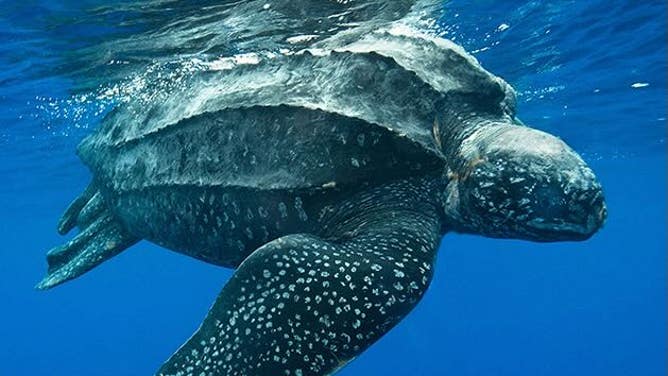 Leatherback sea turtle swimming at ocean surface. Credit: NOAA Fisheries