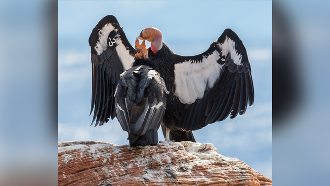 A photo showing California condors.