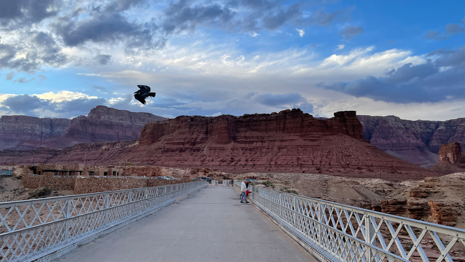 A photo showing a California condor flying above Navajo Bridge in Arizona.