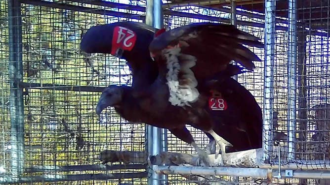 California condor release at San Simeon, California.
