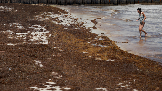 FILE - A beachgoer walks through sargassum that washed ashore on May 18, 2023 in Key West, Florida. (Photo by Joe Raedle/Getty Images)