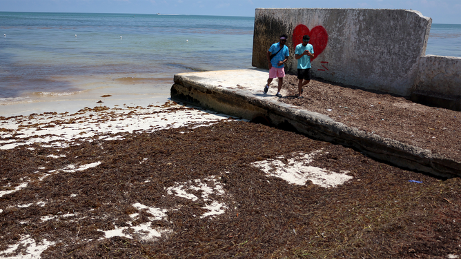 FILE - People walk past a beach covered with sargassum on May 18, 2023 in Key West, Florida. (Photo by Joe Raedle/Getty Images)