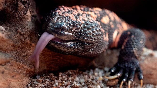 A picture taken on October 5, 2018 at the Palais de la Decouverte in Paris shows a Gila monster during the installation of an exhibition called "Poison" gathering 30 poisonous species.