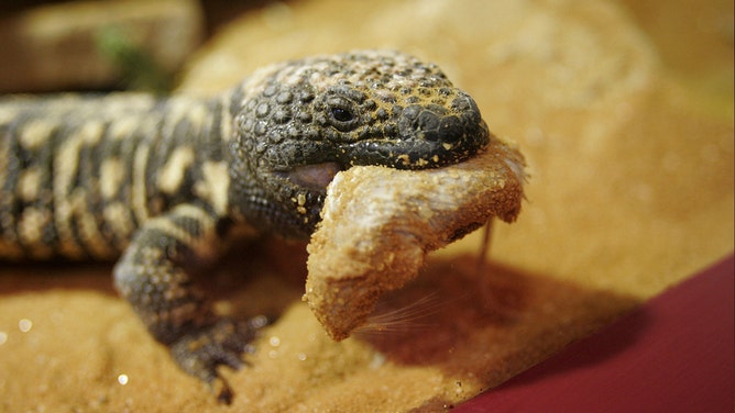 A gila monster dines on a mouse at the Shedd Aquarium's lizard exhibit on May 9, 2006, in Chicago, Illinois.