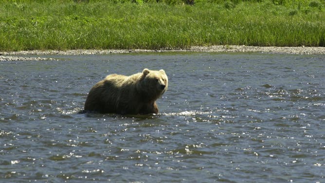A Kodiak bear in Alaska
