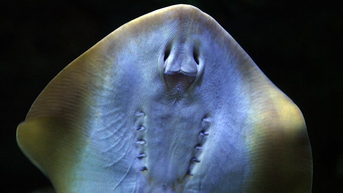A Bluespotted stingray (Taeniura Lymna) swims in the Aquarium of the Pacific complex in Long Beach, California, on Nov. 8, 2006.